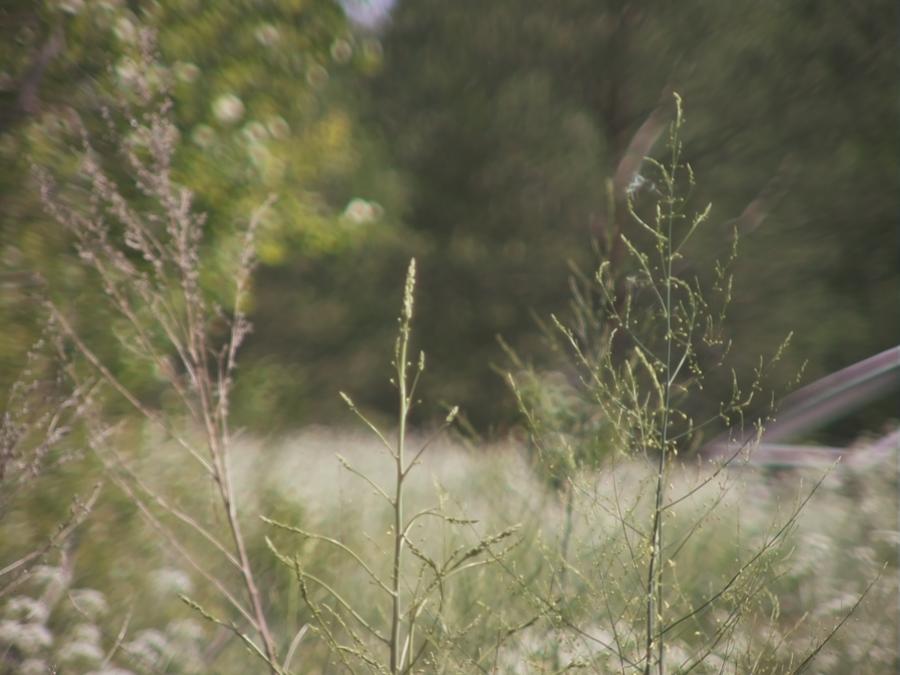 grass-in-wind-8.jpeg