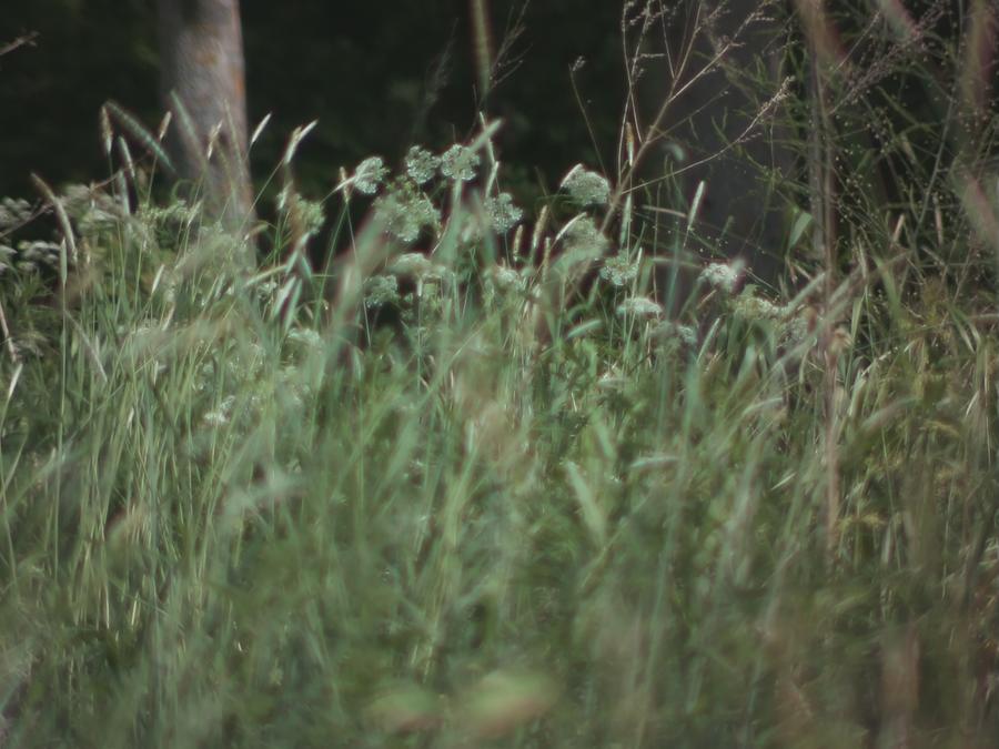 grass-in-wind.jpeg