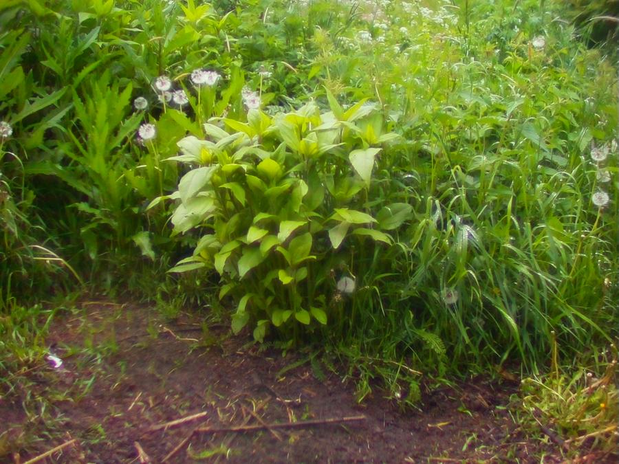 kingrobingonzopigarden-4.jpeg