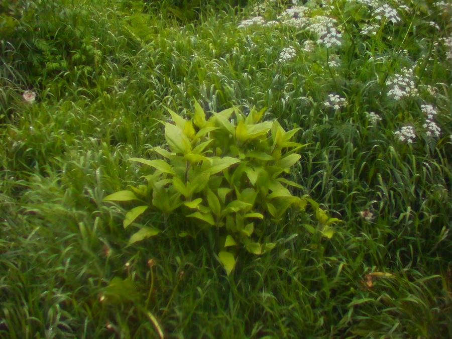 kingrobingonzopigarden-5.jpeg