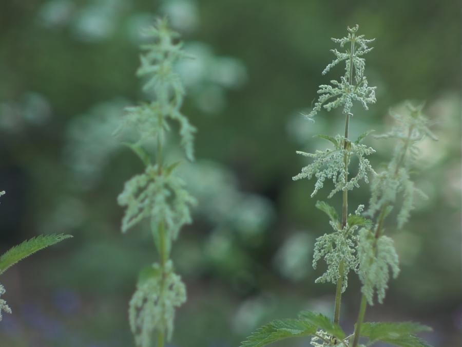 nettle-2.jpeg nettle-2.jpeg