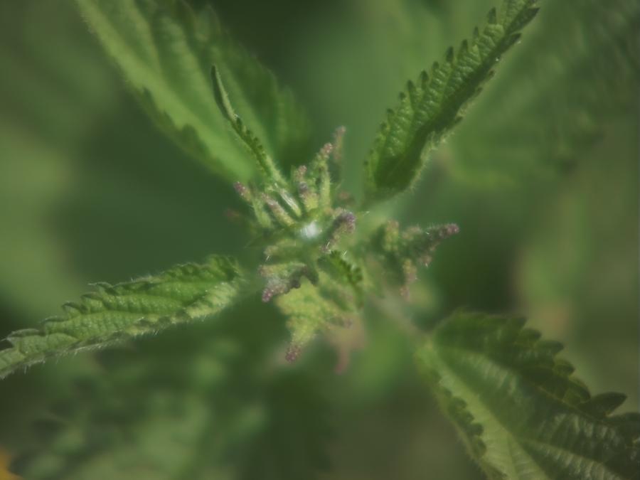 nettle.jpeg
