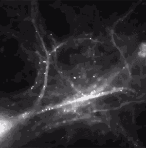 neurons.gif