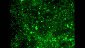 neurons2.gif