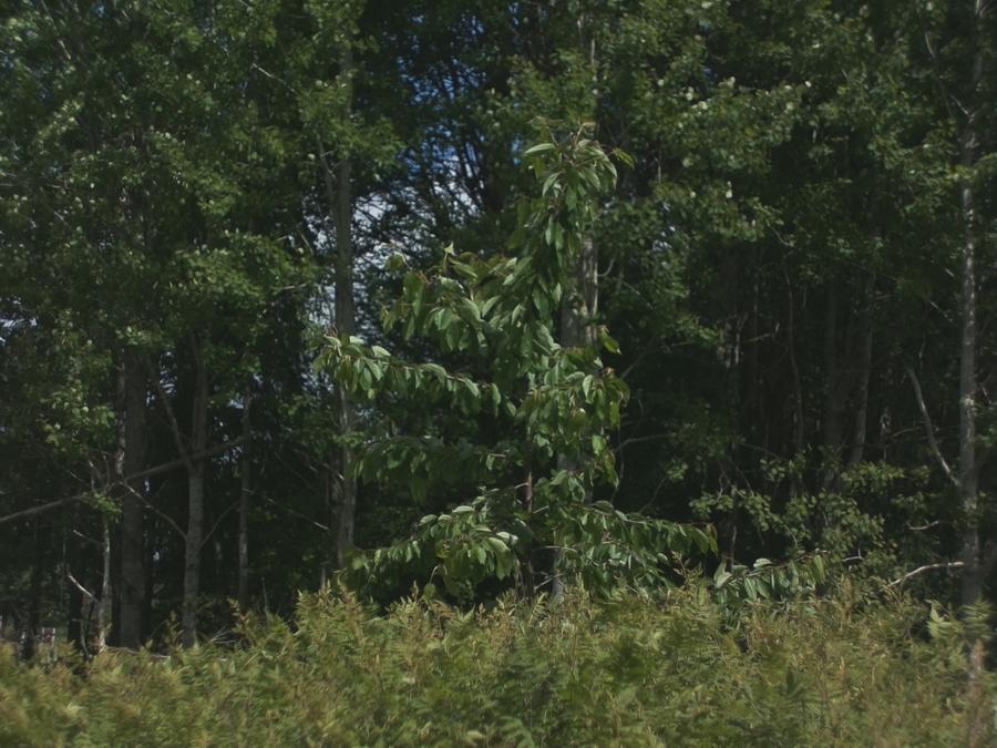 permanent-culture-skinnarby-plumtree-summer-2026.jpeg permanent-culture-skinnarby-plumtree-summer-2026.jpeg