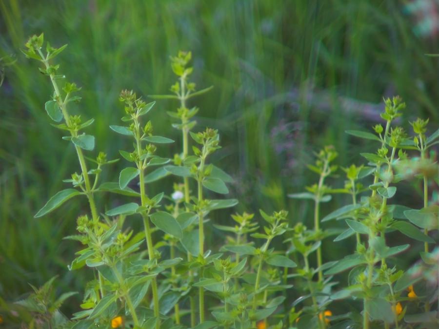 photos-from-skinnarby-permanent-culture-garden-6.jpeg