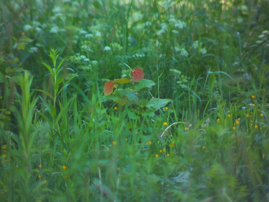 photos-from-skinnarby-permanent-culture-garden-8.jpeg