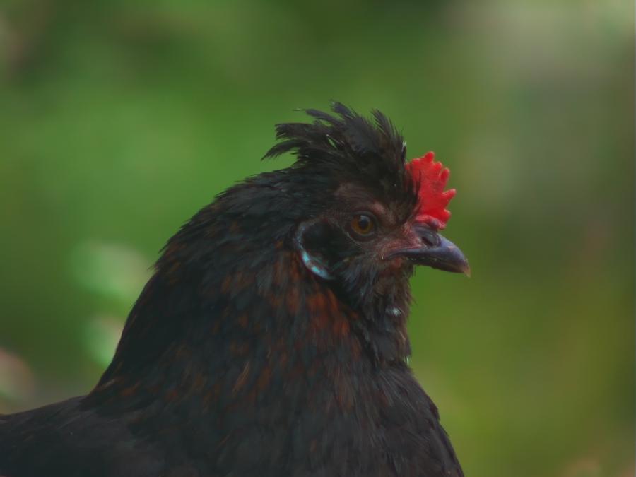 robins-tragard-10.jpeg