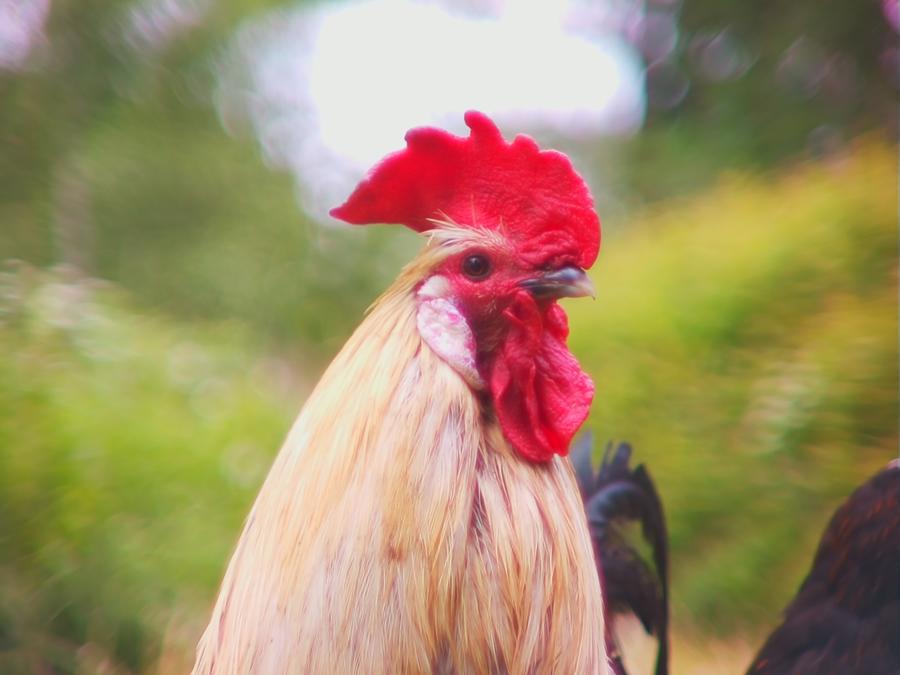 robins-tragard-12.jpeg robins-tragard-12.jpeg