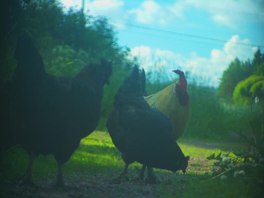 robins-tragard-bilder-14.jpeg