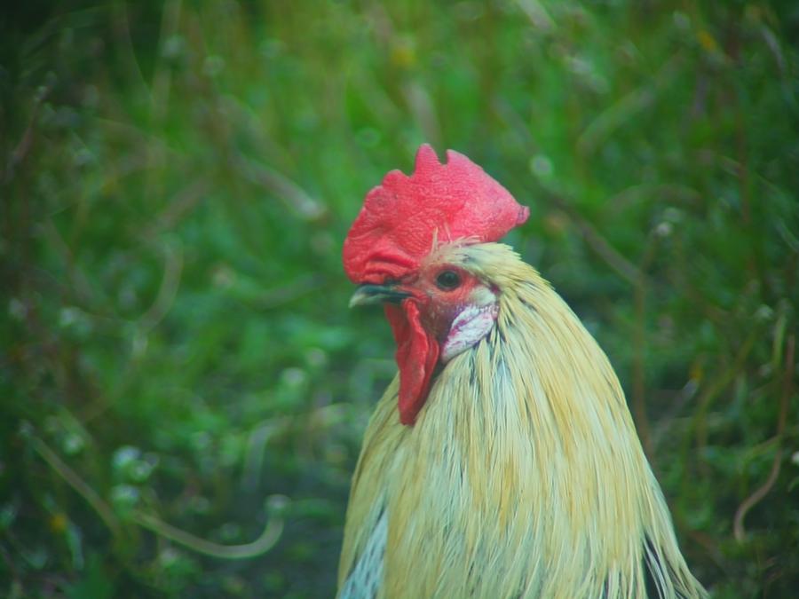 robins-tragard-bilder-24.jpeg
