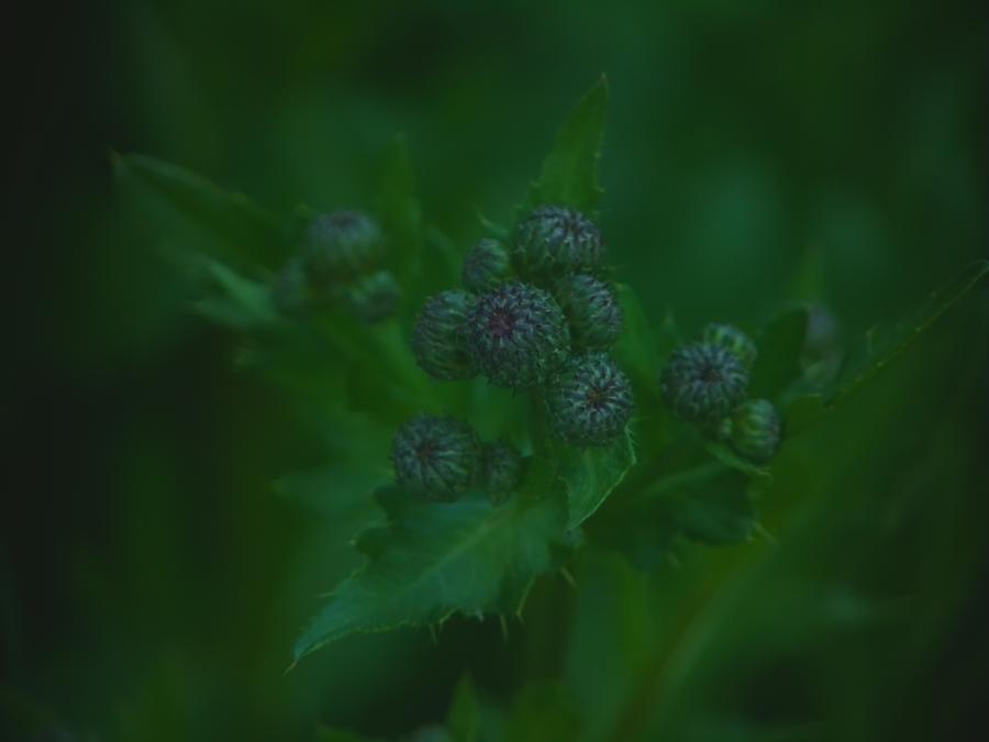 robins-tragard-bilder-9.jpeg