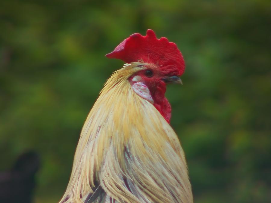 robins-tragard-kattochhonor23.jpeg