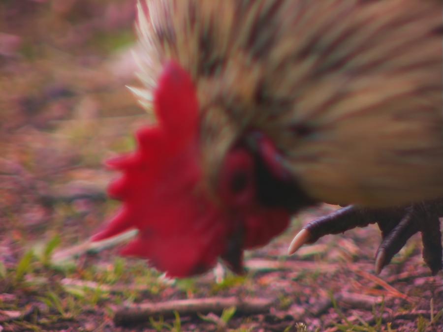 robins-tragard-kattochhonor28.jpeg