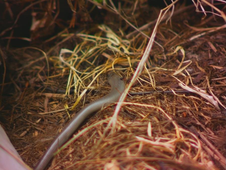 robinstragard-2026-sommaren-planetering-snake-12.jpeg