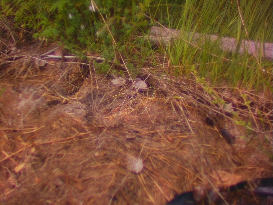 robinstragard-2026-sommaren-planetering-snake-16.jpeg