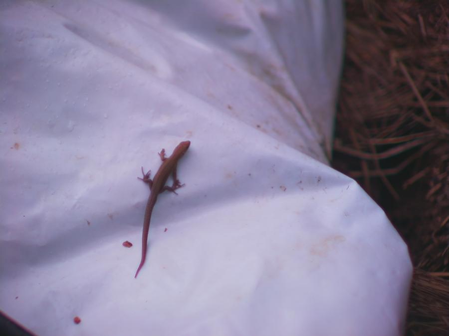 robinstragard-2026-sommaren-planetering-snake-17.jpeg