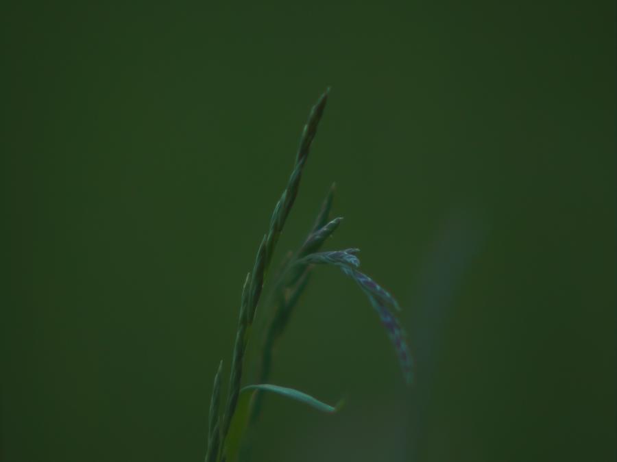 skinnarby-permanent-culture-garden-grass-11.jpeg