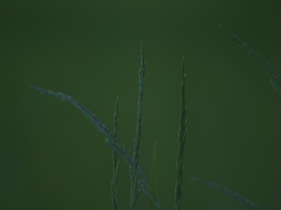 skinnarby-permanent-culture-garden-grass-12.jpeg