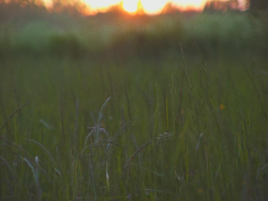skinnarby-permanent-culture-garden-grass-13.jpeg