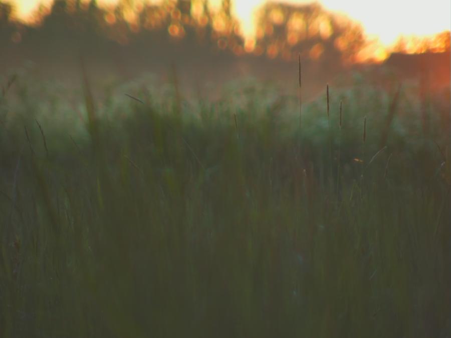 skinnarby-permanent-culture-garden-grass-14.jpeg