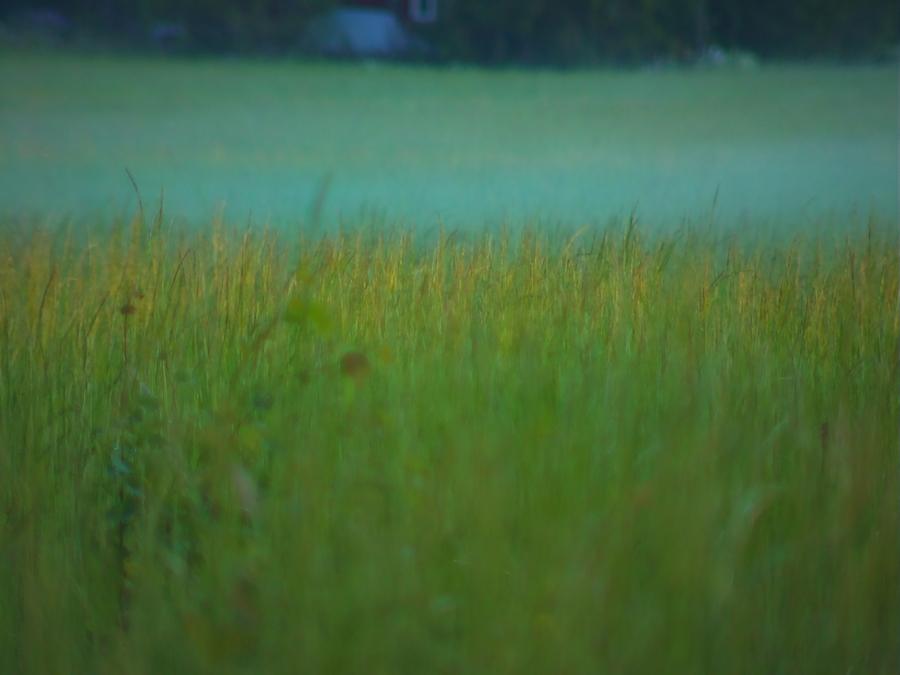 skinnarby-permanent-culture-garden-grass-15.jpeg