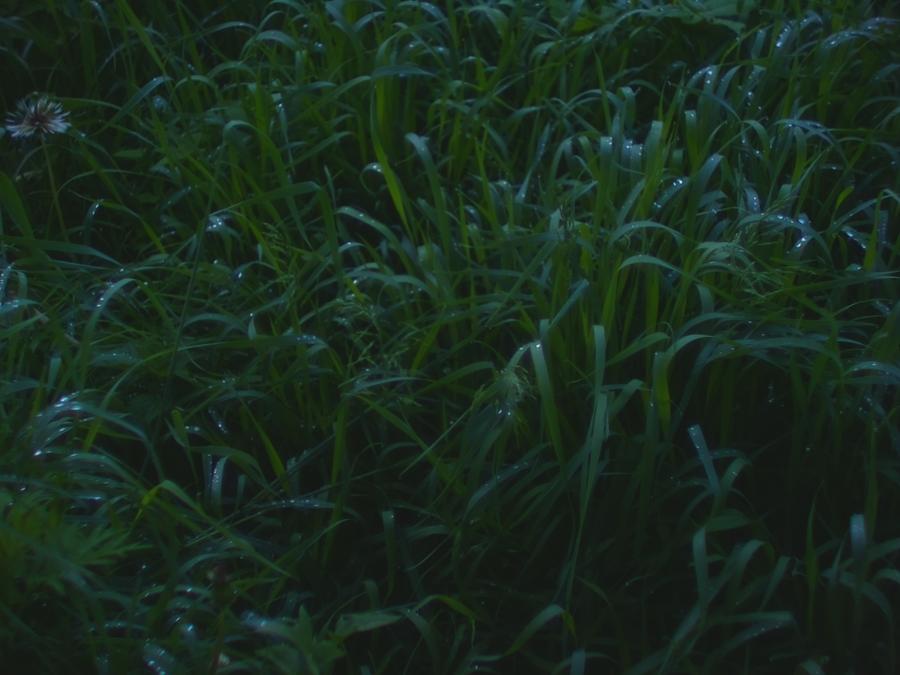 skinnarby-permanent-culture-garden-grass-3.jpeg