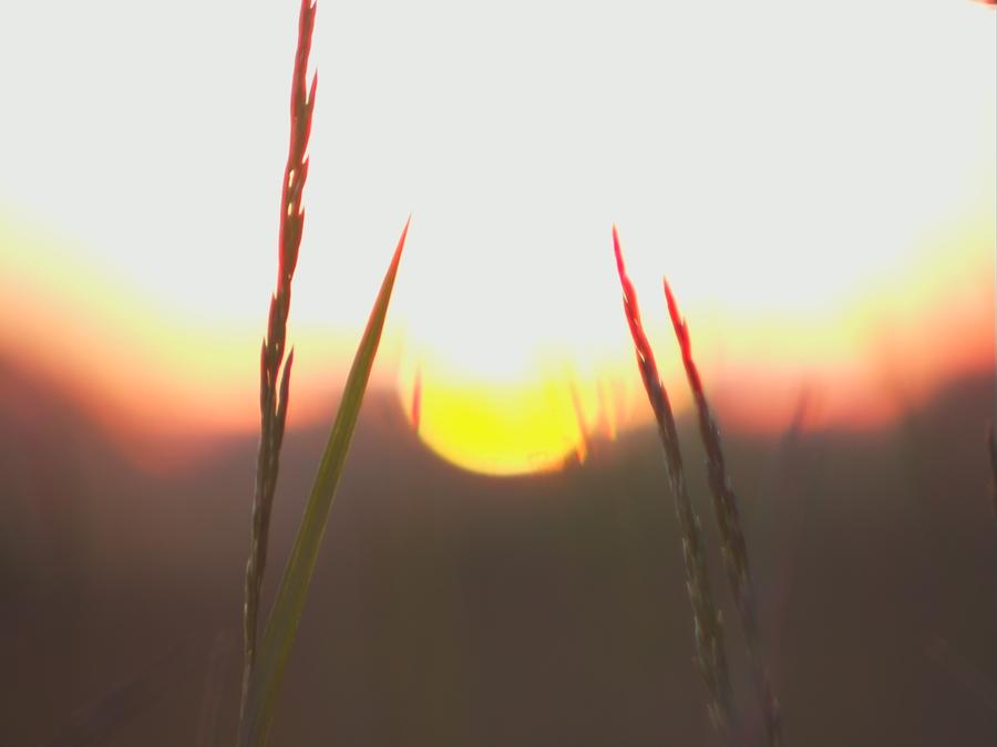 skinnarby-permanent-culture-garden-grass-6.jpeg