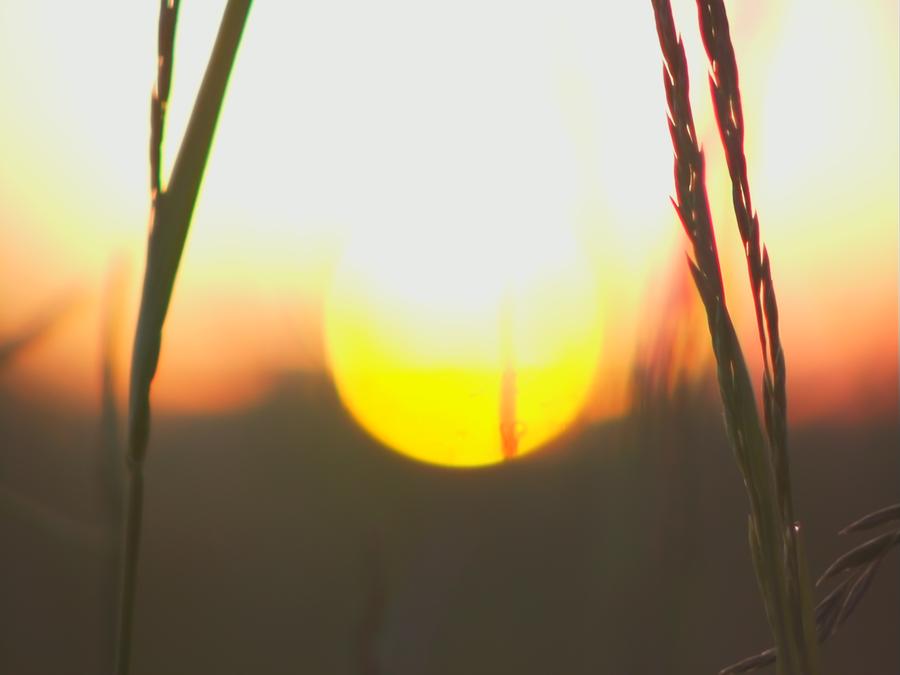 skinnarby-permanent-culture-garden-grass-7.jpeg
