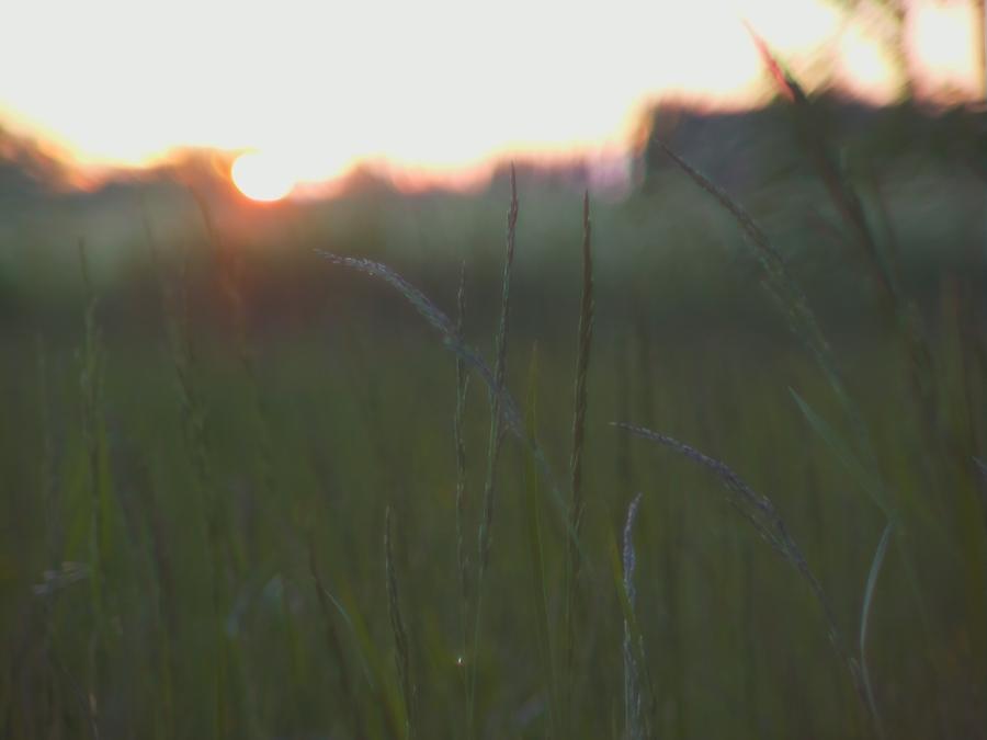 skinnarby-permanent-culture-garden-grass-8.jpeg