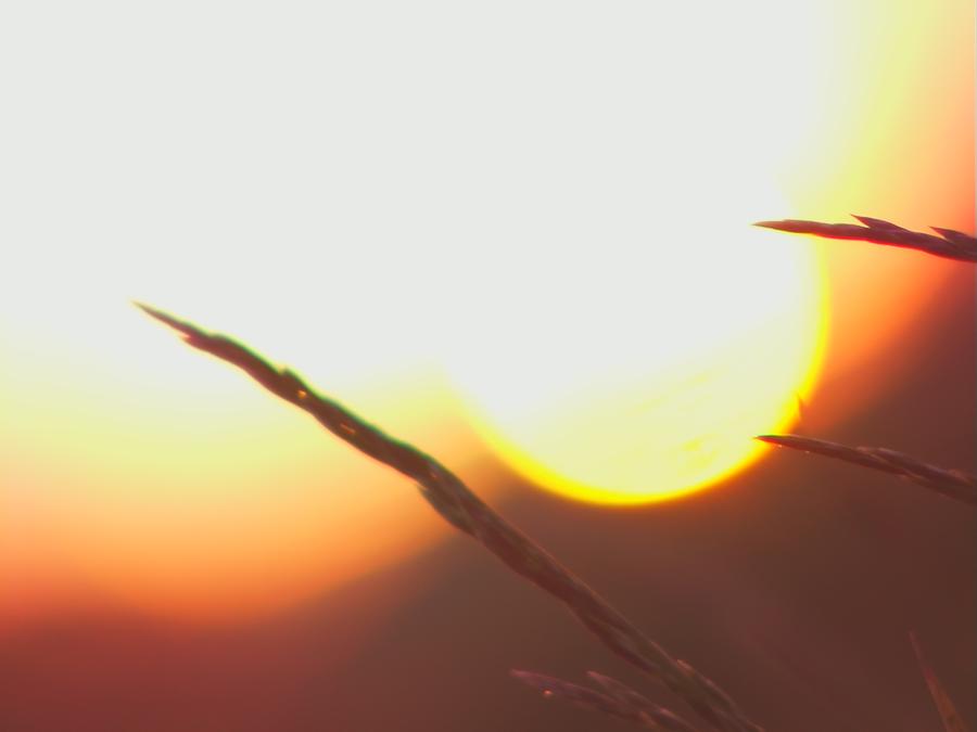skinnarby-permanent-culture-garden-grass-9.jpeg